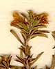 Thymus cephalotes L., inflorescens x8