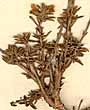 Thymus cephalotes L., närbild x7