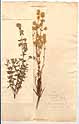 Thymus mastichina L., framsida
