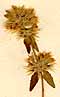 Thymus mastichina L., blomställning x8