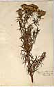 Thymus virginicus L., framsida