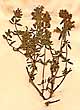 Thymus vulgaris L., närbild x4