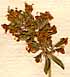 Thymus vulgaris L., blomställning x8