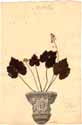 Tiarella cordifolia L., front
