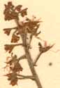 Tiarella cordifolia L., inflorescens x8