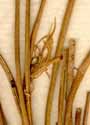 Tillandsia tenuifolia L., närbild x4