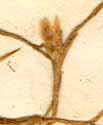 Tillandsia usneoides L., close-up x8