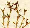 Tillaea aquatica L., inflorescens x8