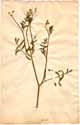 Tordylium latifolium L., front