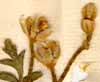 Tordylium latifolium L., blomställning x8