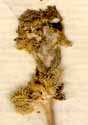 Tordylium nodosum L., blomställning x8