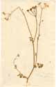 Tordylium officinale L., framsida