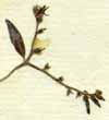 Tournefortia volubilis L., blomställning x8