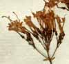 Trachelium coeruleum L., blomställning x8