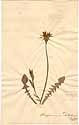 Tragopogon dalechampii L., framsida