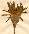 Tragopogon dalechampii L., blomställning x8