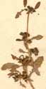 Trianthema decandra L., close-up x5