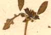 Trianthema decandra L., blomställning x8