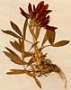 Trifolium alpinum L., front x4