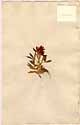 Trifolium alpinum L., framsida
