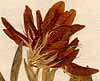 Trifolium alpinum L., blomställning x8