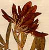 Trifolium alpinum L., blomställning x8