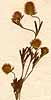 Trifolium arvense L., framsida x6
