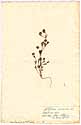 Trifolium arvense L., framsida