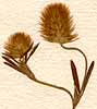Trifolium arvense L., blomställning x8