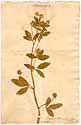 Trifolium caeruleum L., framsida