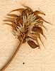 Trifolium caeruleum L., fruits x8