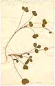 Trifolium fragiferum L., framsida