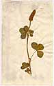 Trifolium incarnatum L., framsida