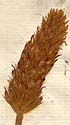 Trifolium incarnatum L., närbild x4