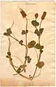Trifolium incarnatum L., front