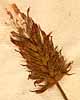 Trifolium incarnatum L., närbild x8