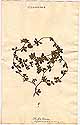 Trifolium lappaceum L., front