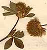 Trifolium lappaceum L., blomställning x8