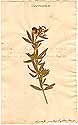 Trifolium lupinaster L., framsida