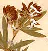 Trifolium lupinaster L., blomställning x8