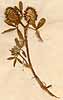 Trifolium maritimum L., blomställning x3