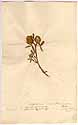 Trifolium maritimum L., framsida