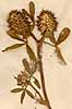 Trifolium maritimum L., blomställning x4