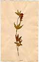 Trifolium alpestre L., front