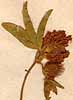 Trifolium alpestre L., blomställning x5