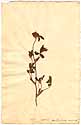Trifolium pratense L., front