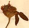 Trifolium pratense L., blomställning x8