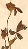Trifolium pratense L., blomställning x4