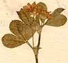 Trifolium resupinatum L., blomställning x8