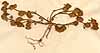 Trifolium scabrum L., front x3